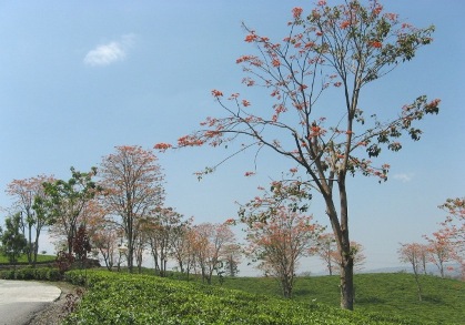 spring-at-tea-plantation-malabar-mountain-c.jpg