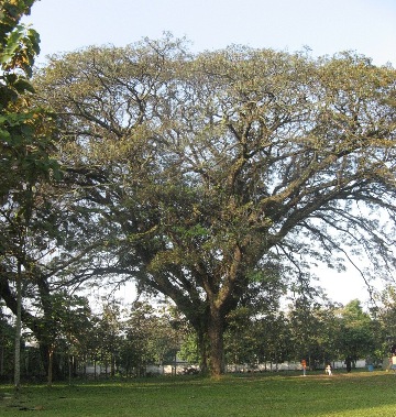 big-tree2.jpg