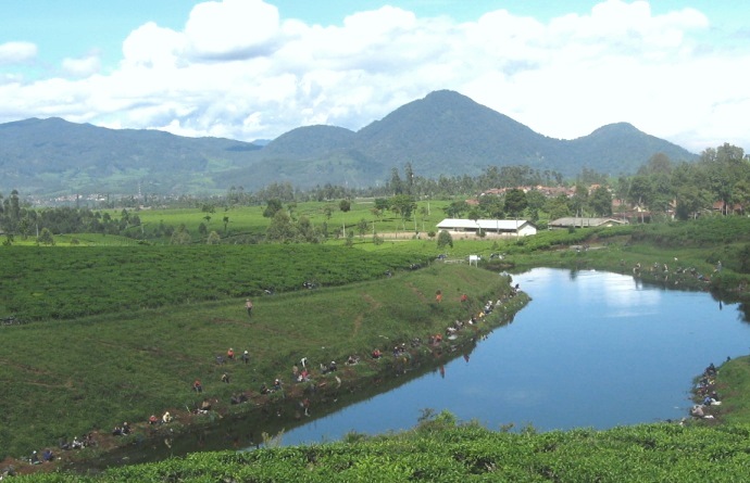 fishing-at-the-pond-in-tea-plantation3.jpg